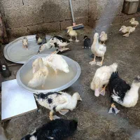 جوجه اردک گوشتی