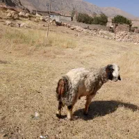 قوچ فروشی دینارون