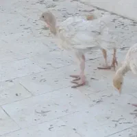 جوجه بوقلمون 55روزه
