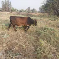 گاو نر|حیوانات مزرعه|خنج, |دیوار