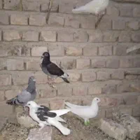کوله کبوتر معاوضه با دو جفت مسافتی