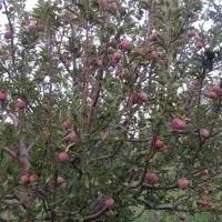 400مترزمین مسکونی مرگور