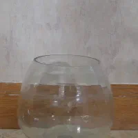 دو عدد تنگ ماهی