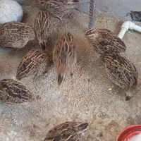 بلدرچین تخمگذار