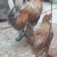 مرغ و خروس با چند تا تخم