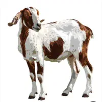 یک بز گمشده