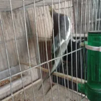 عروس هلندی