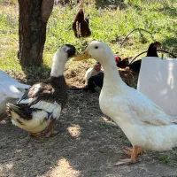 خروس و اردک بالغ