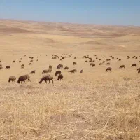 گوسفند نر