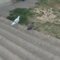 یک جفت کبوتر