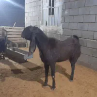 دوتا پازن رو هم ۵۰ میلیون