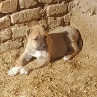 وگذاری توله سگ ماده