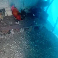 مرغ و خروس و جوجه باهم