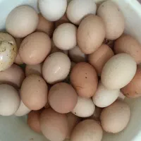 تخم مرغ محلی