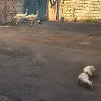بوقلمون و اردک