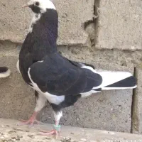کبوتر نر