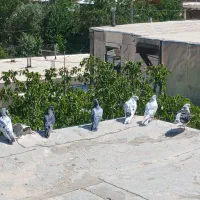 ۱۰عددکبوتر پرشی