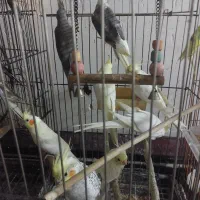 عروس هلندی مرغ عشق