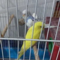 مرغ عشق
