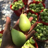 خریدار گلابی بیروتی
