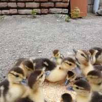 جوجه اردک اسرائیلی ۱۵ الی ۲۰ روزه