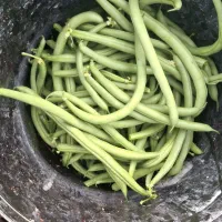 لوبیا تازه