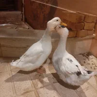 اردک
