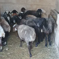 ۴۰ راس میش قصر فروش جفتی و کیلویی