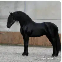 فروش چند راس اسب اصیل و نژاد دار