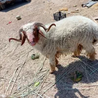 گوسفند نر