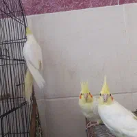 عروس هلندی ۳ ماهه