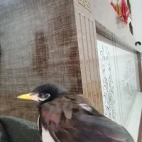 مرغ مینا