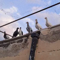 کفتر،کبوتر پرشی