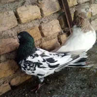یک جفت کله