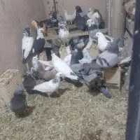 ۸تا کبوتر پُر روزگاری