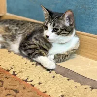 واگذاری گربه