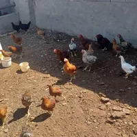 جوجه خروس ۵ماهه|پرنده|مشهد, لقمانی|دیوار
