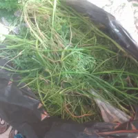 ضایعات سبزی