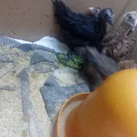 جوجه برهما و گلین ۴۰ روزه