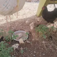فروش فوری جوجه ۱هفته ۱۳تا