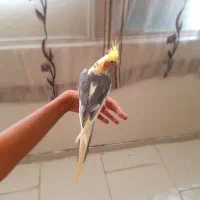 عروس هلندی نر به شرط جوجه تربیت شده بخونید معاوضه