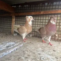 ایرانی خارجی پرشی فقط یکجا