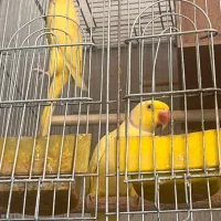 طوطی ملنگو وراهب وگرینچیک وراهب خرگوش