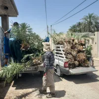 دهکده پاجوش ،دمیت ، نهال نخل  خاصویی ،غیره