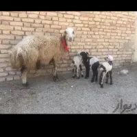 بره.گوسفند‌.میش