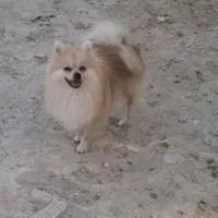 سگ پامر