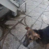توله دوسه ماهه
