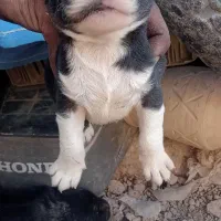 سسلام عرض عدب شماره تماس داخل عکس اول