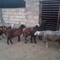 پنج راس بره چاق