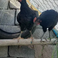 نیمچه  خروس3 الی4 ماهه